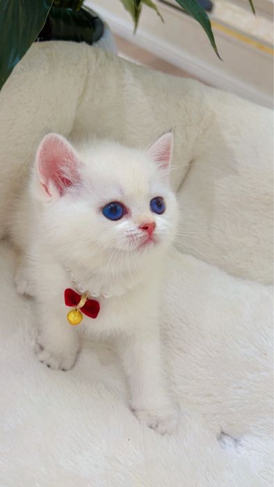 Поинт 2ойли киз бола