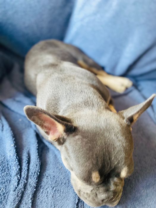 Три малко кученца