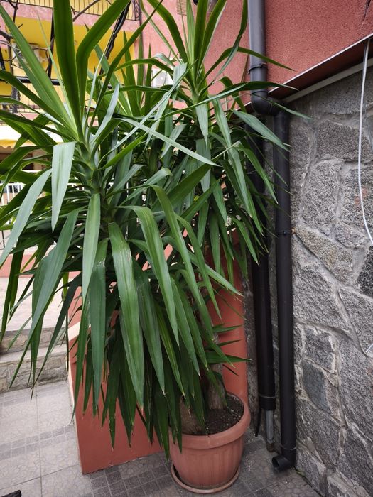 Голяма Юка  над 2 метра