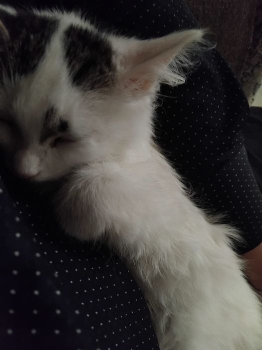 Котенок пушистый