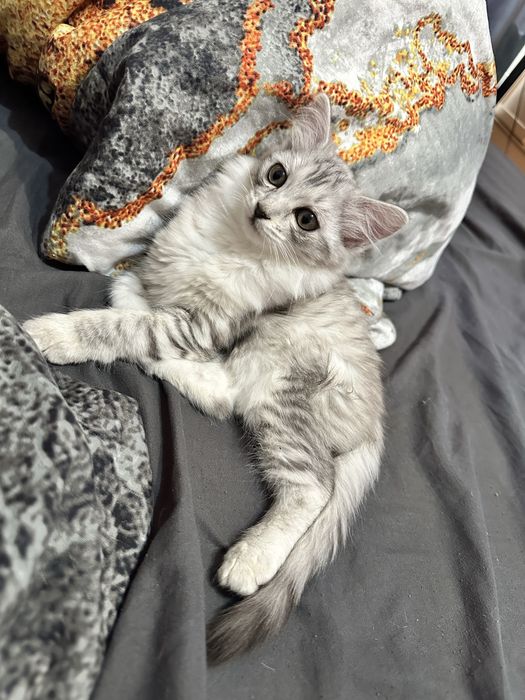 Отдам в добрые руки срочно
