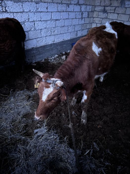 10 бас сиыр сатылады