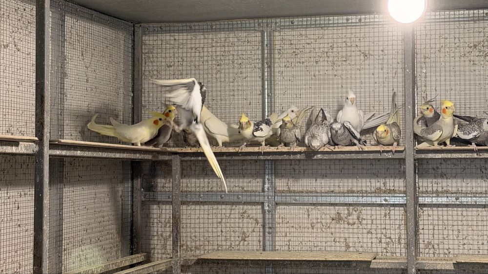 Продавам Корели