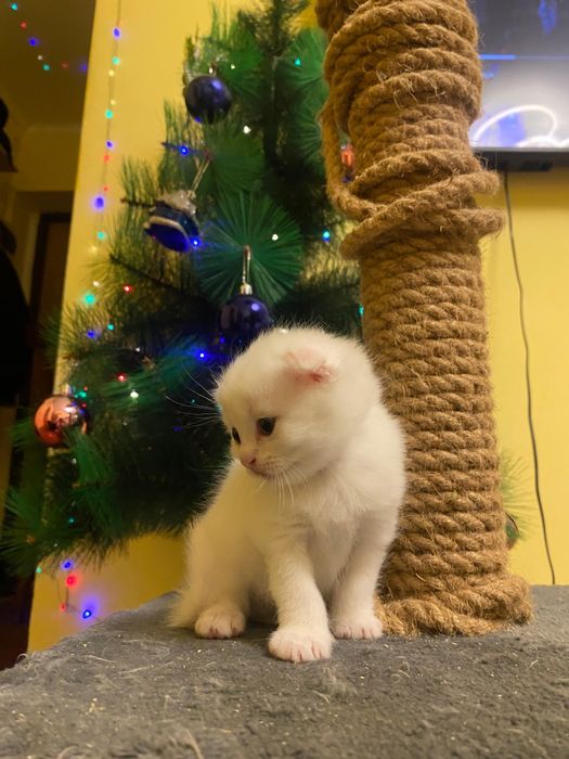 Котята Шотландские