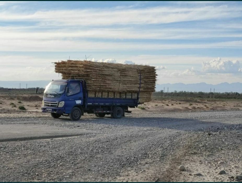 Камыс Қамыс камыш