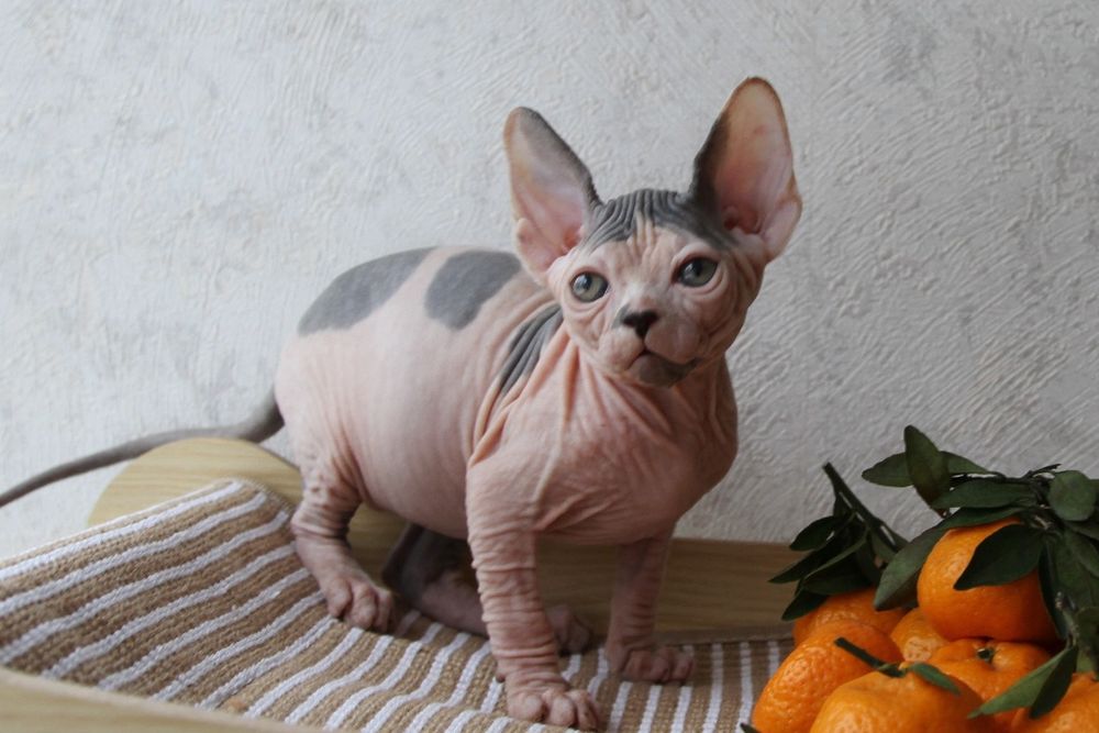 Котята-сфинксы. Канадские