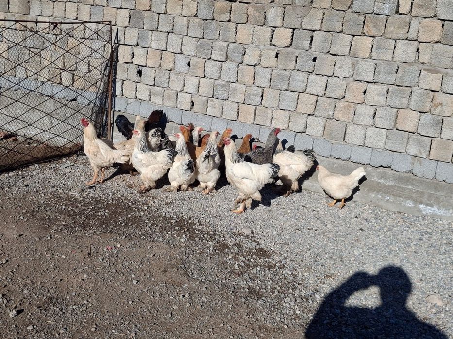 Срочна продажа