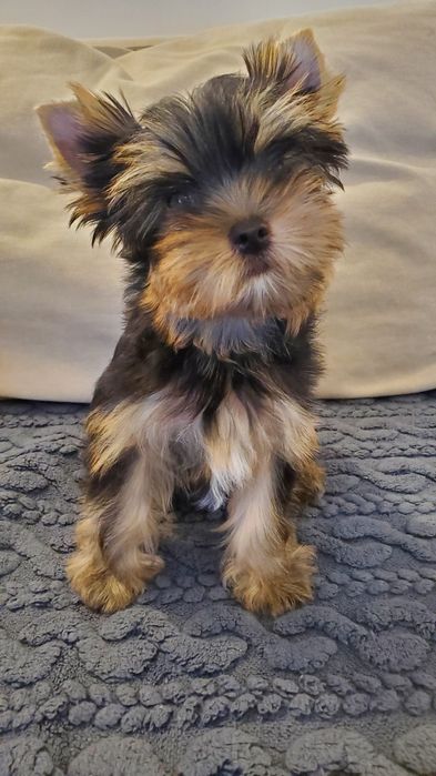 pui Yorkshire Terrier