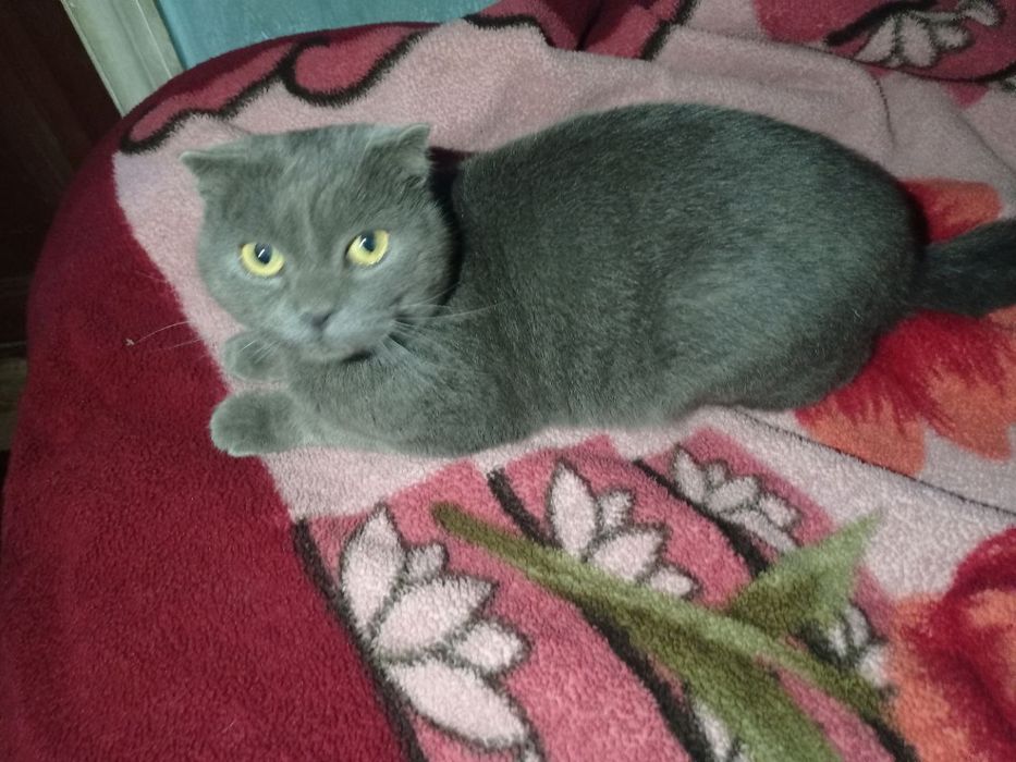 Серая ласковая кошка