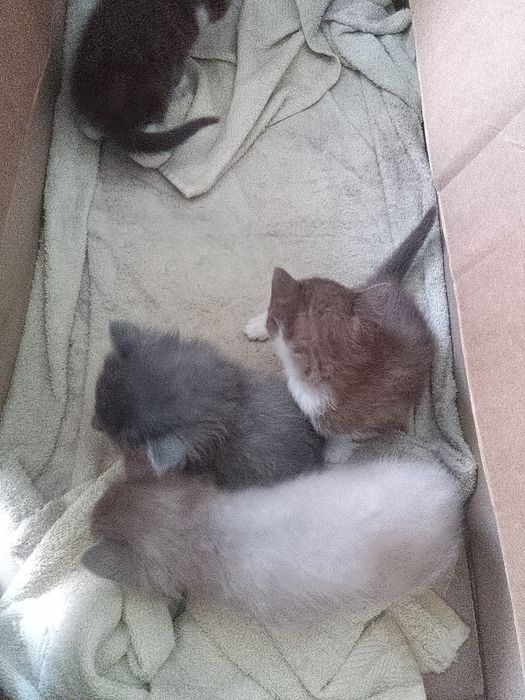 Отдам котят в добрые руки