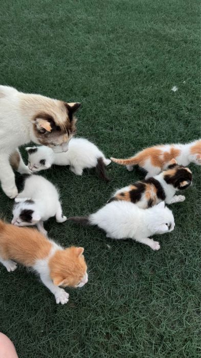 В добрые руки котятки