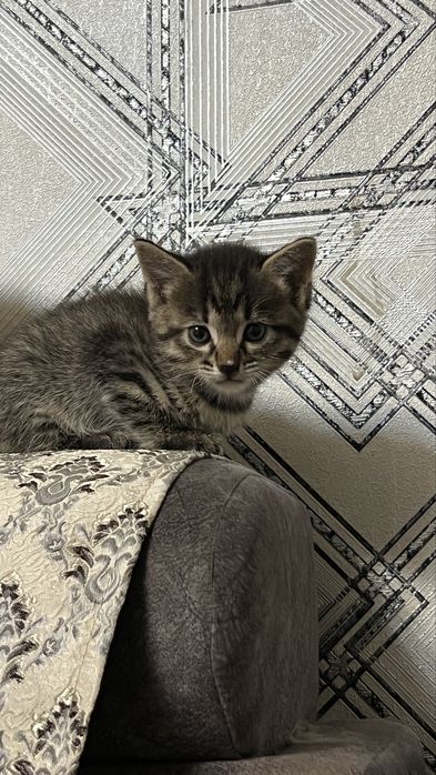 Кошка и Котята продаются!