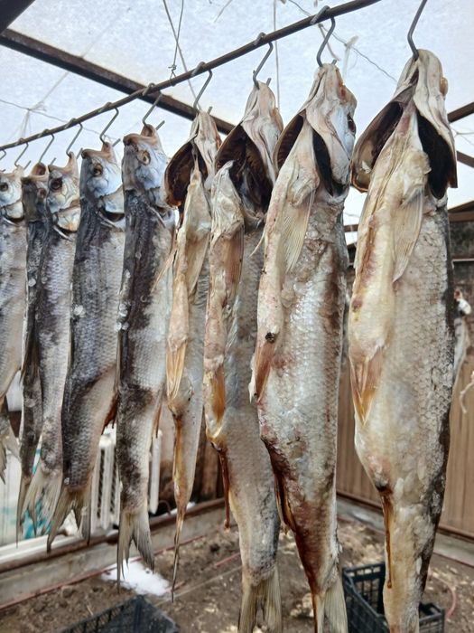 Рыба, жерех вяленный
