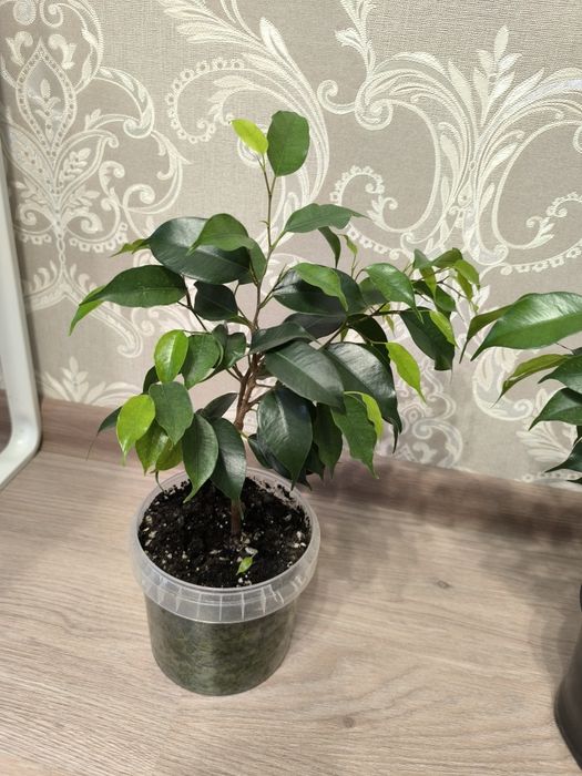 Продам Фикусы Бенджаминова