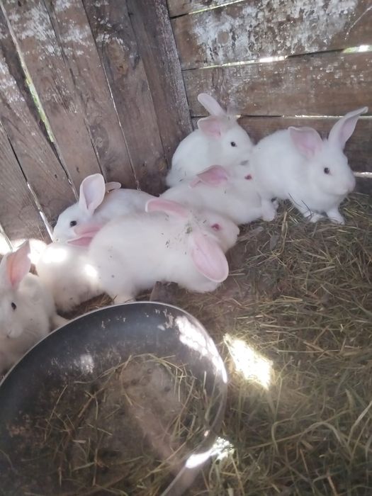 Vand pui de iepuri românești