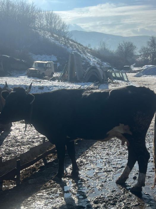 Красивая крупная дойная корова