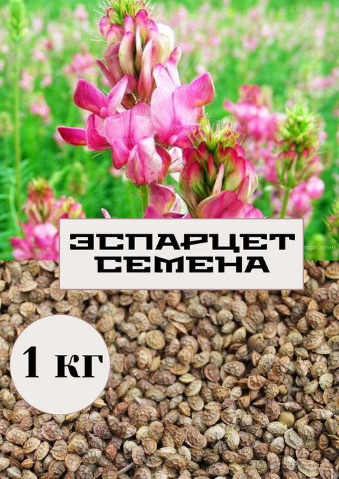 Семена эспарцет, экспарцет