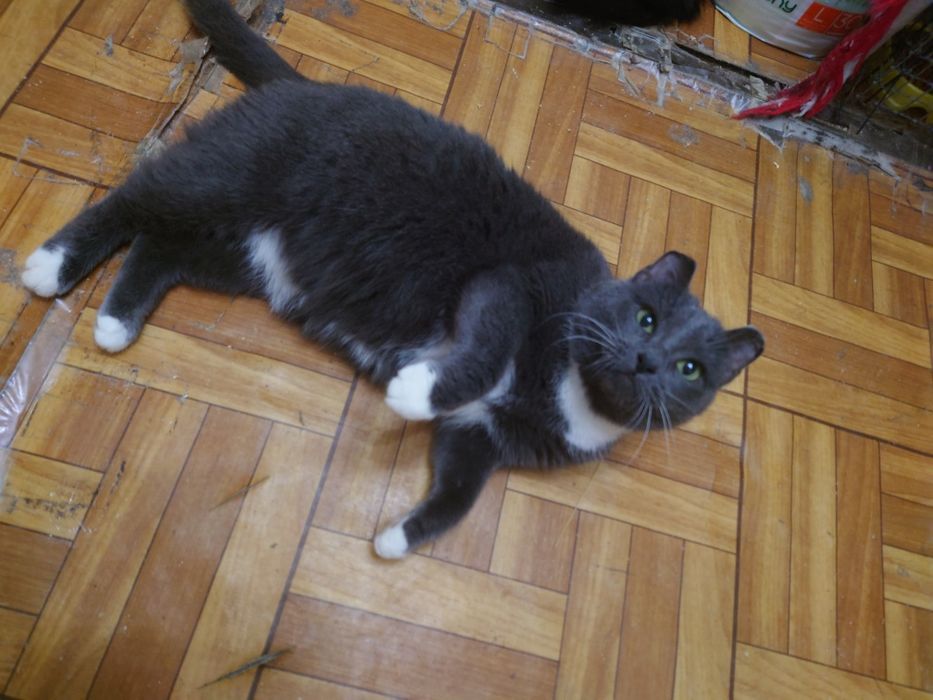 Мусе нужен человек