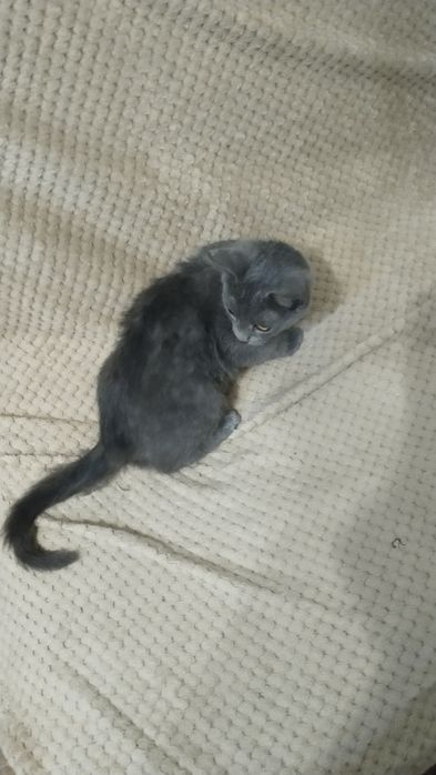 Отдам котёнка хорошим людям