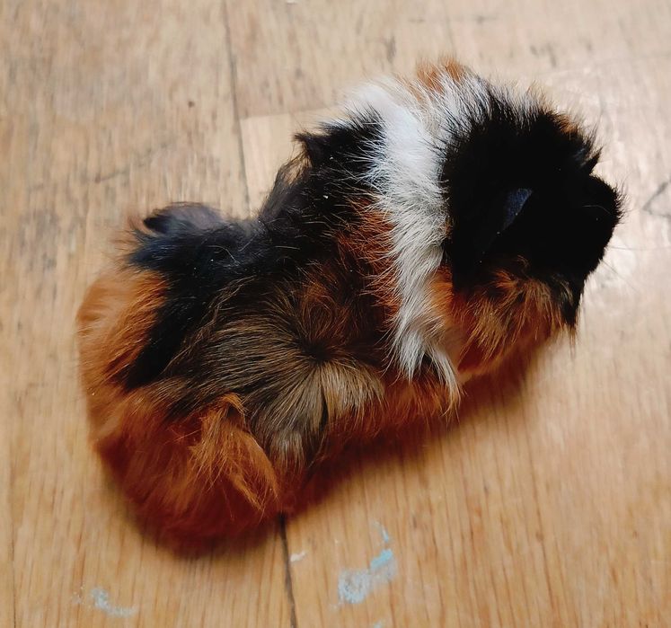 Морски свинчета,  1 месец.