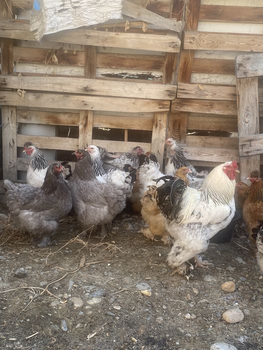 Продам кур и петухов Брама