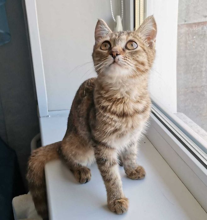 Кошечка ищет дом