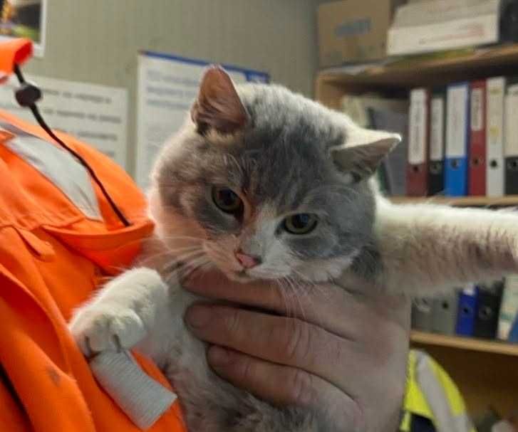 3/4-месечно момиченце от Враца търси дом!