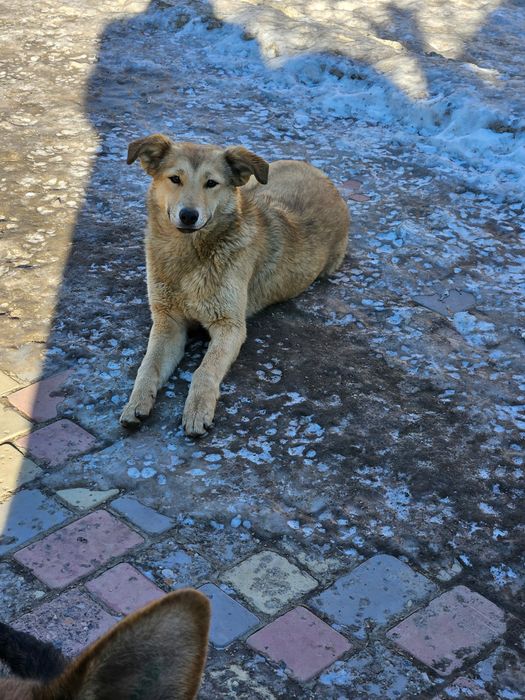 Собака, умная  дворняга