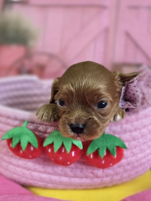 Кавапу F1/ Cavapoo F1 момичета, ветеринарен контрол и грижа от първия ден