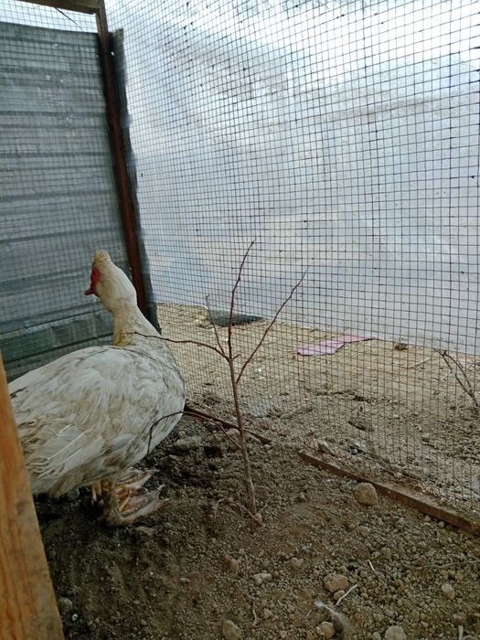 Продам индоуток самец и самки