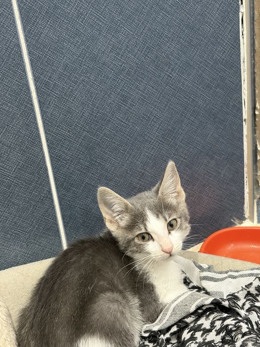 Нюша девочка котенок в добрые руки