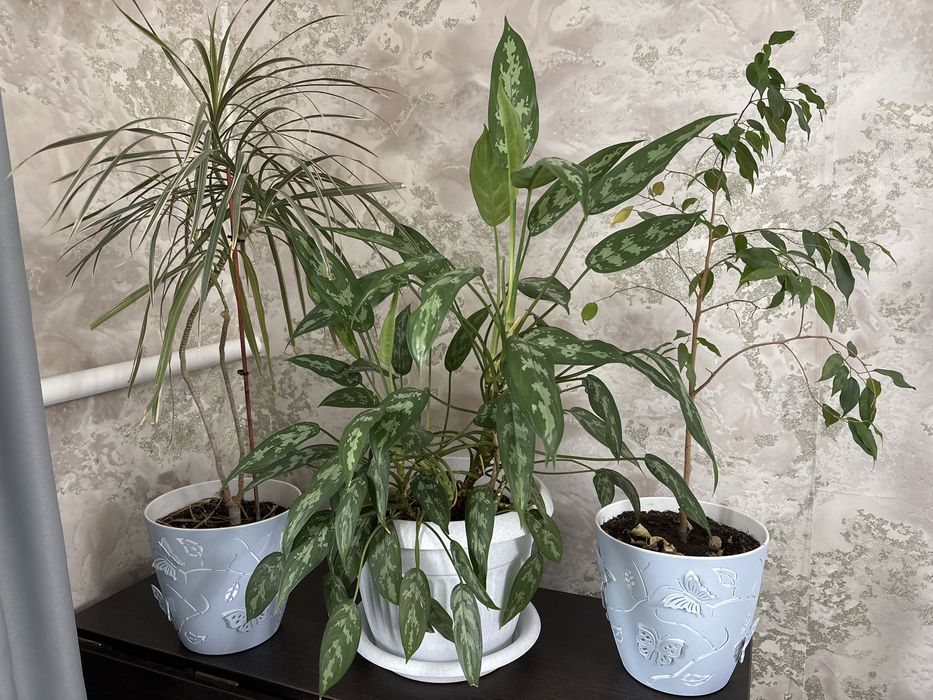 Комнатные цветы,разные