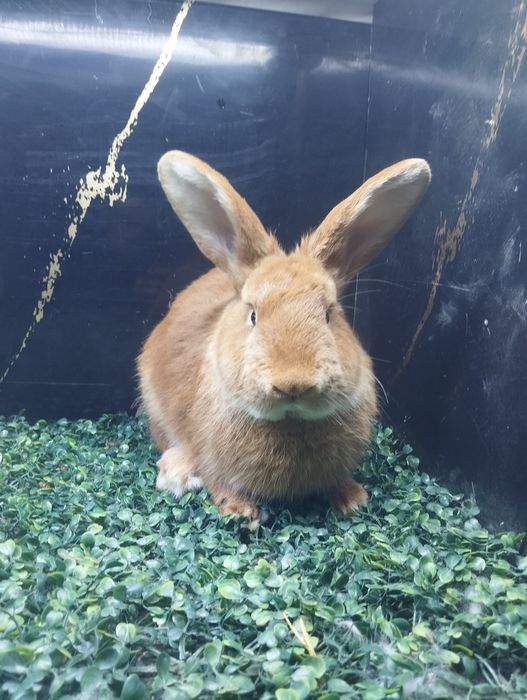 Бургунд самец сотилади