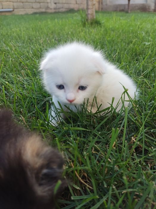 Продам котят,Веслаушки