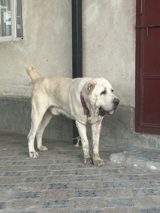 Тобет Алабай