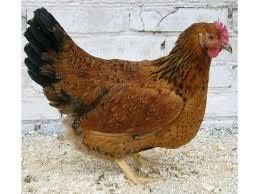 Куры кутинская такая порода