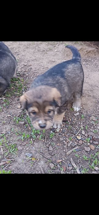 Отдадим щенят в добрые руки!!!