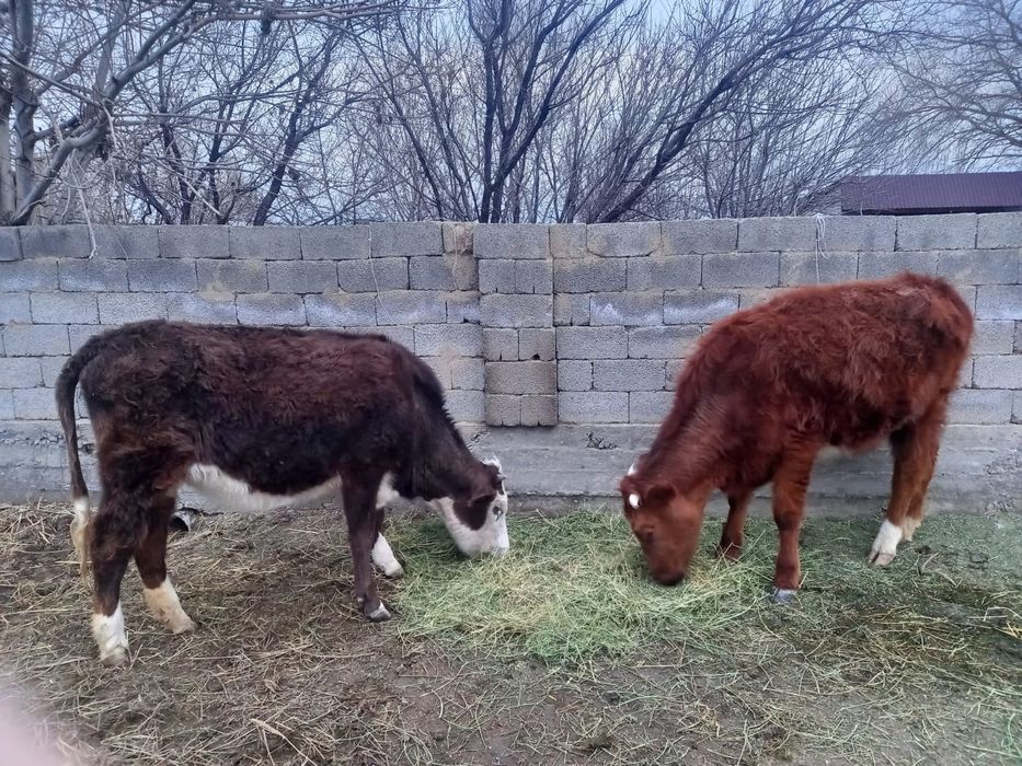 2 жасар 2 қашар сатылады