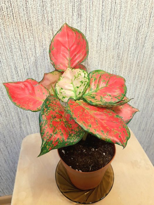 Продам Аглаонема Ред