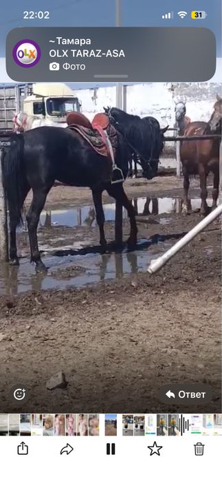 Айғыр сатылады жуас
