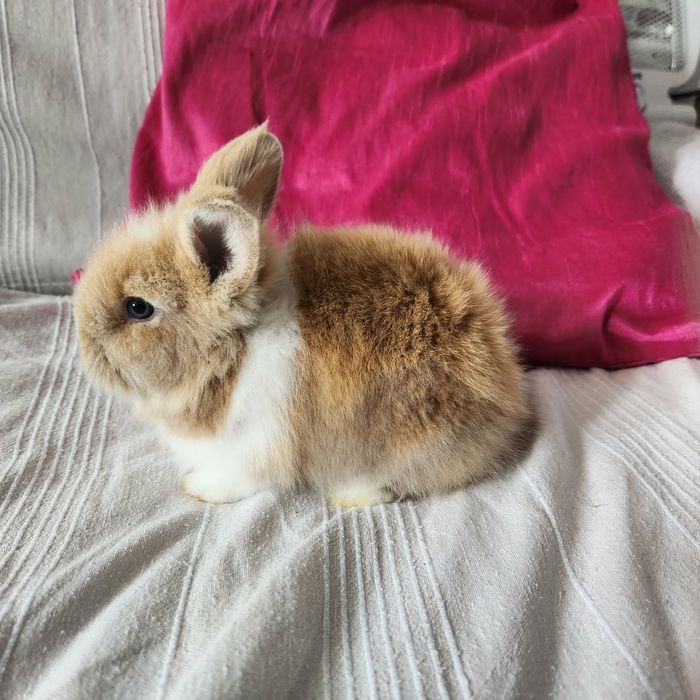 Iepurasi  cauta familie