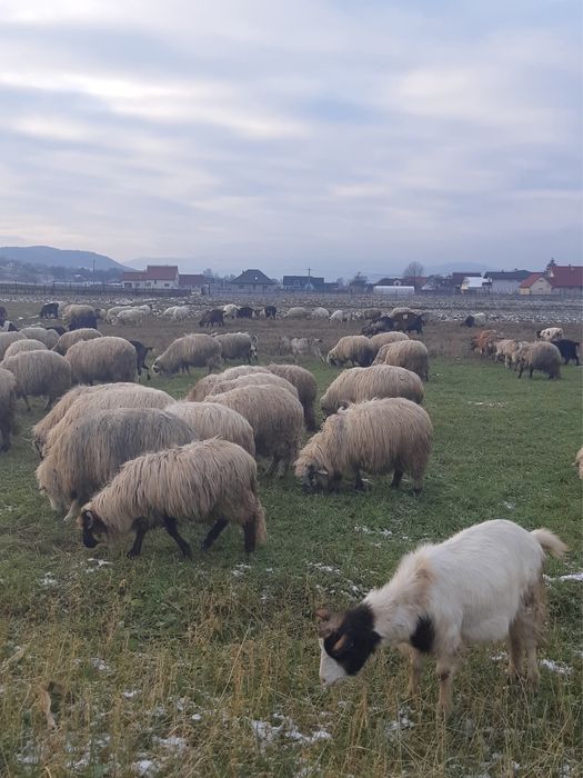 100 de oi si capre la un loc