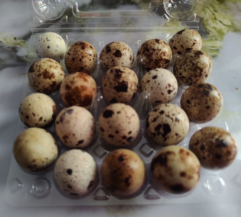 Продам домашние перепелиные яйца