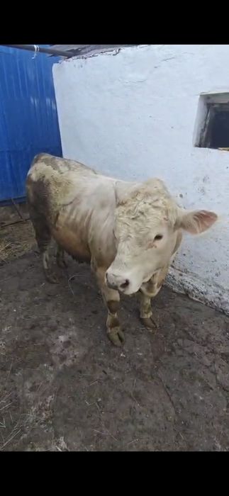Продам быков живьём и мясом