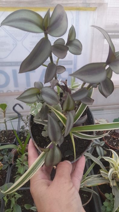 Композиция из традесканции