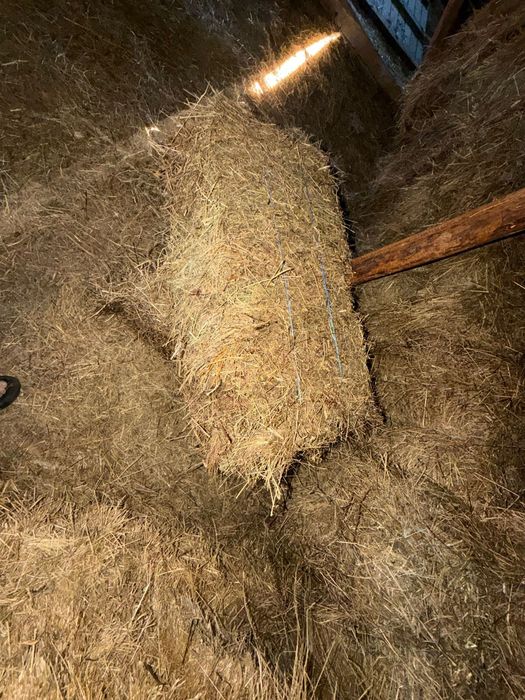 Vand baloti amestesc fan,lucernă