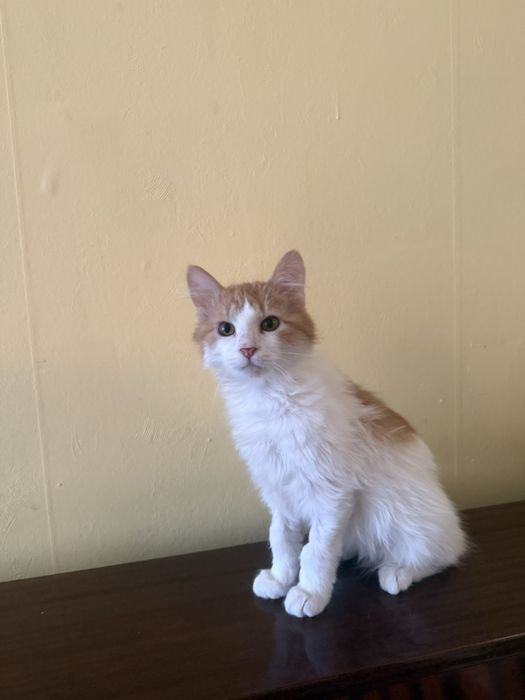 Мъжко дългокосместо коте търси своите хора