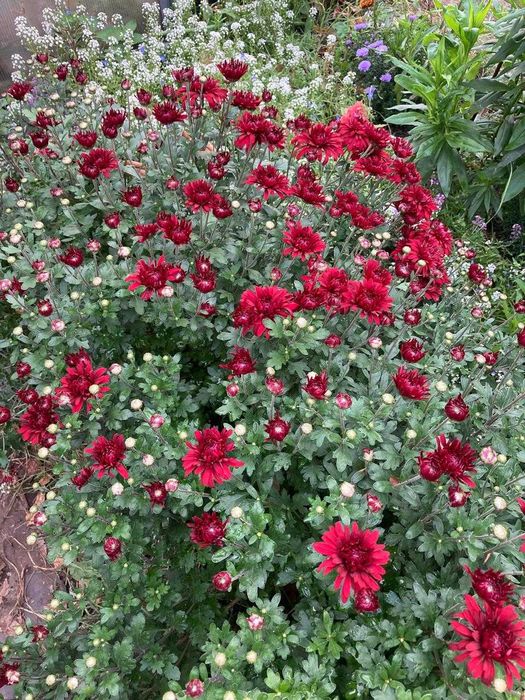 Хризантема (корейская) рассада