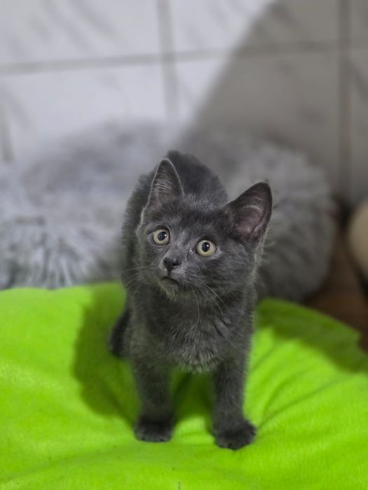 Отдаем котенка (кошка)