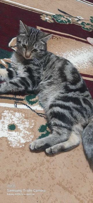 Bingal Tigroviy mushuk sotiladin 8 oylik sames juda aqilli toza mushuk